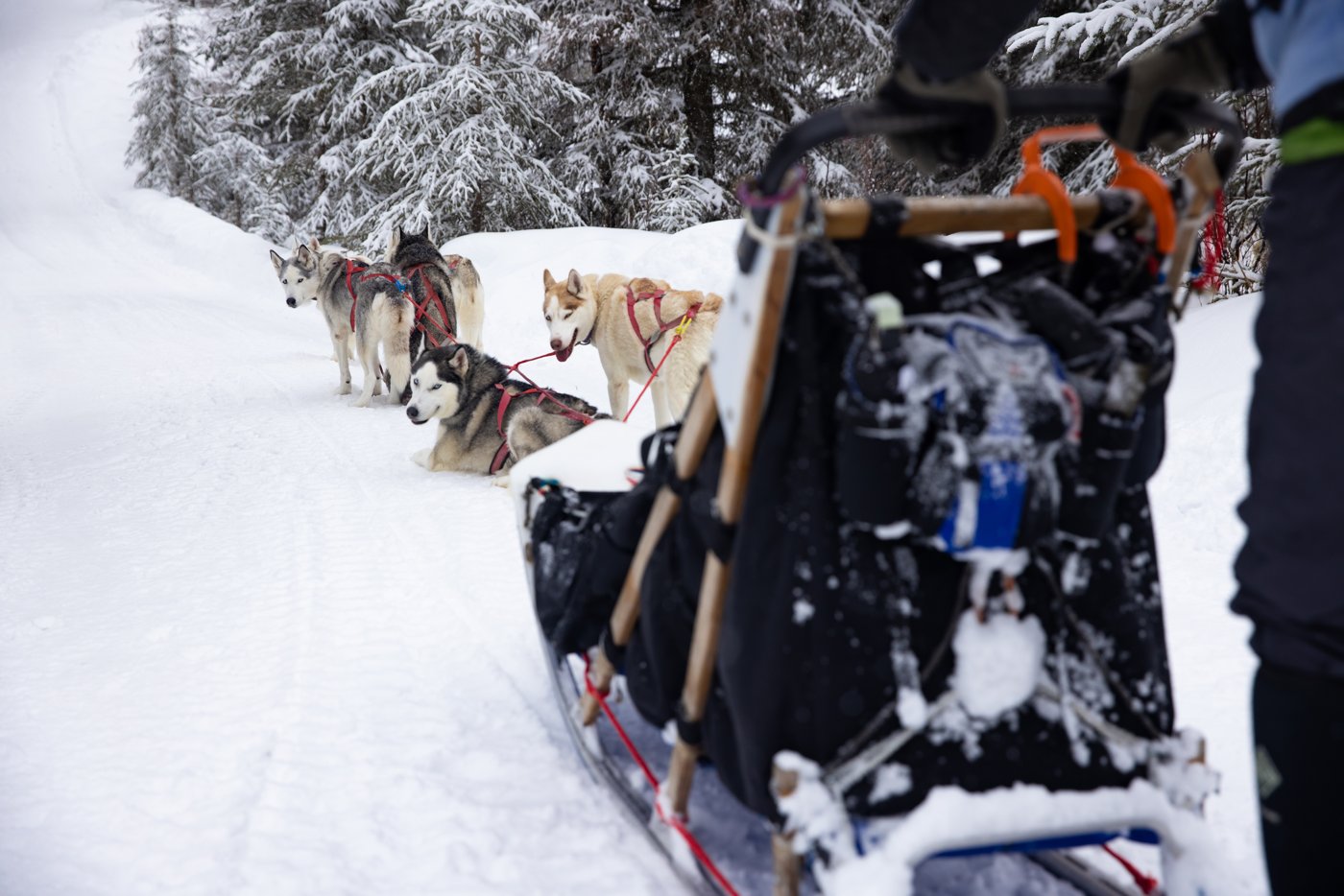 A dog-sled team pulling a sled through snowy forest