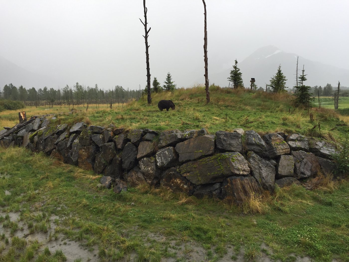 Brown bear in an enclosure at the Alaska Wildlife Conservation Center