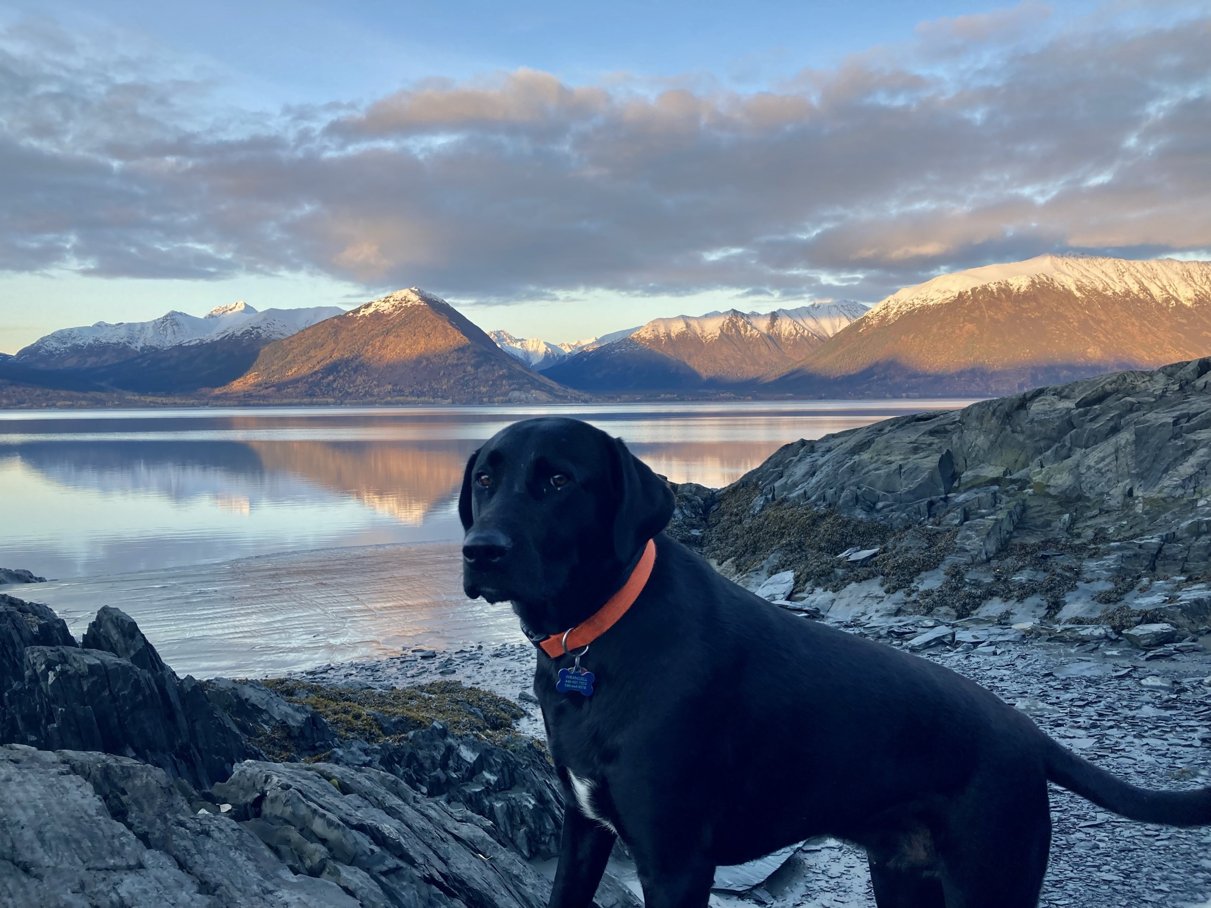 Black lab with orange collar at Hope on Turnagain Arm at golden hour, Chugach Mountains perfectly reflected in the flat water