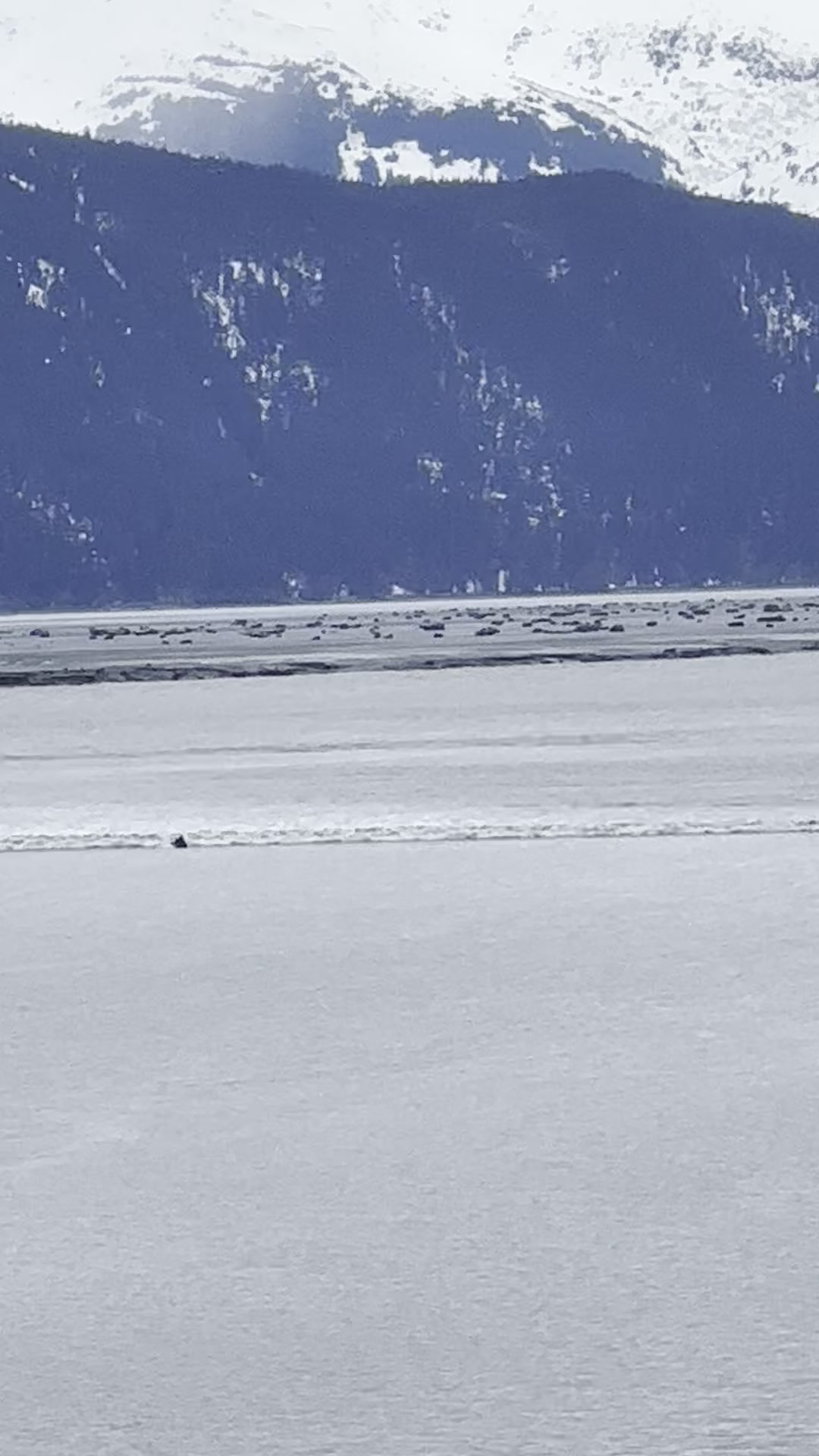 Bore tide wave line advancing across Turnagain Arm in winter, snow on mountains