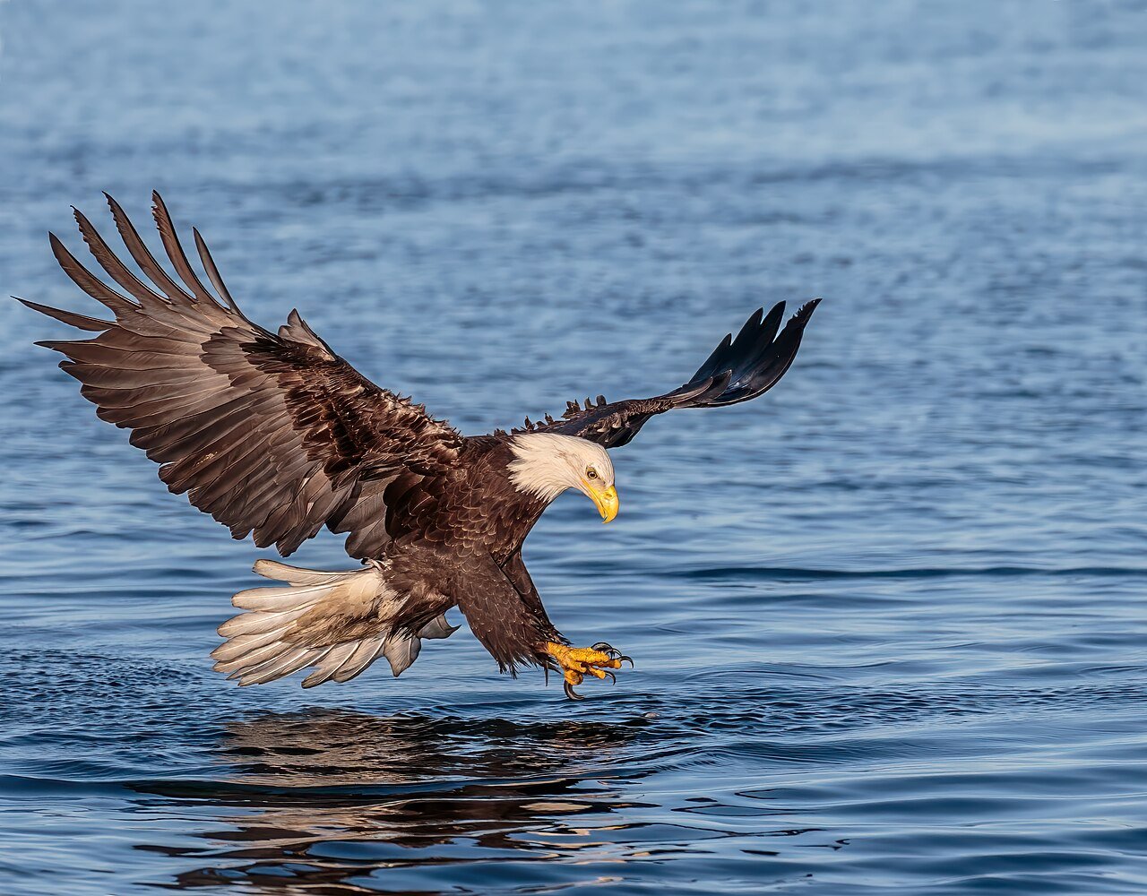 Bald eagle, among the rescued raptors at the center