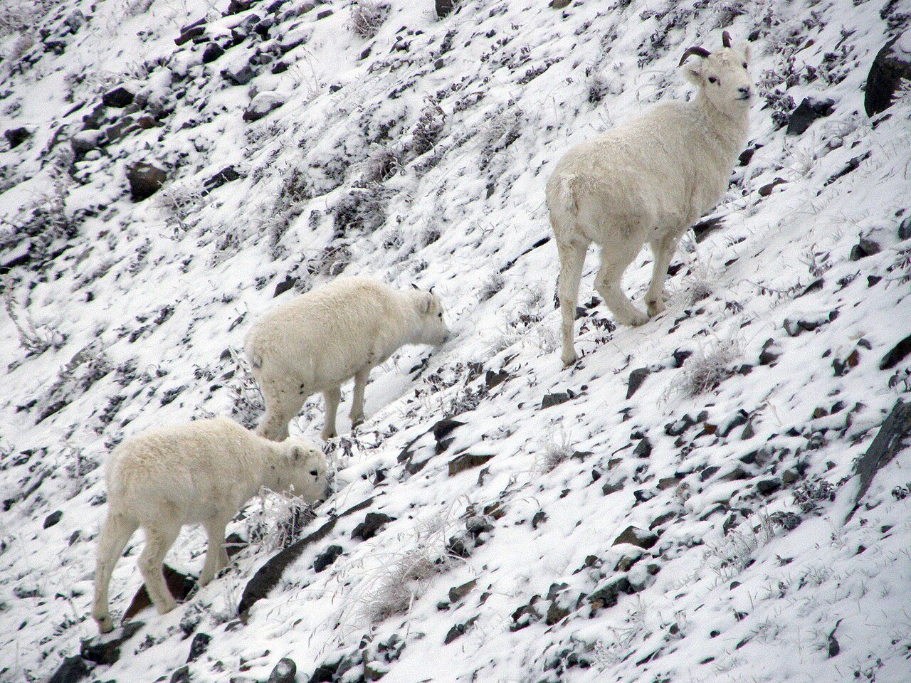 Dall sheep on the cliffs above Turnagain Arm