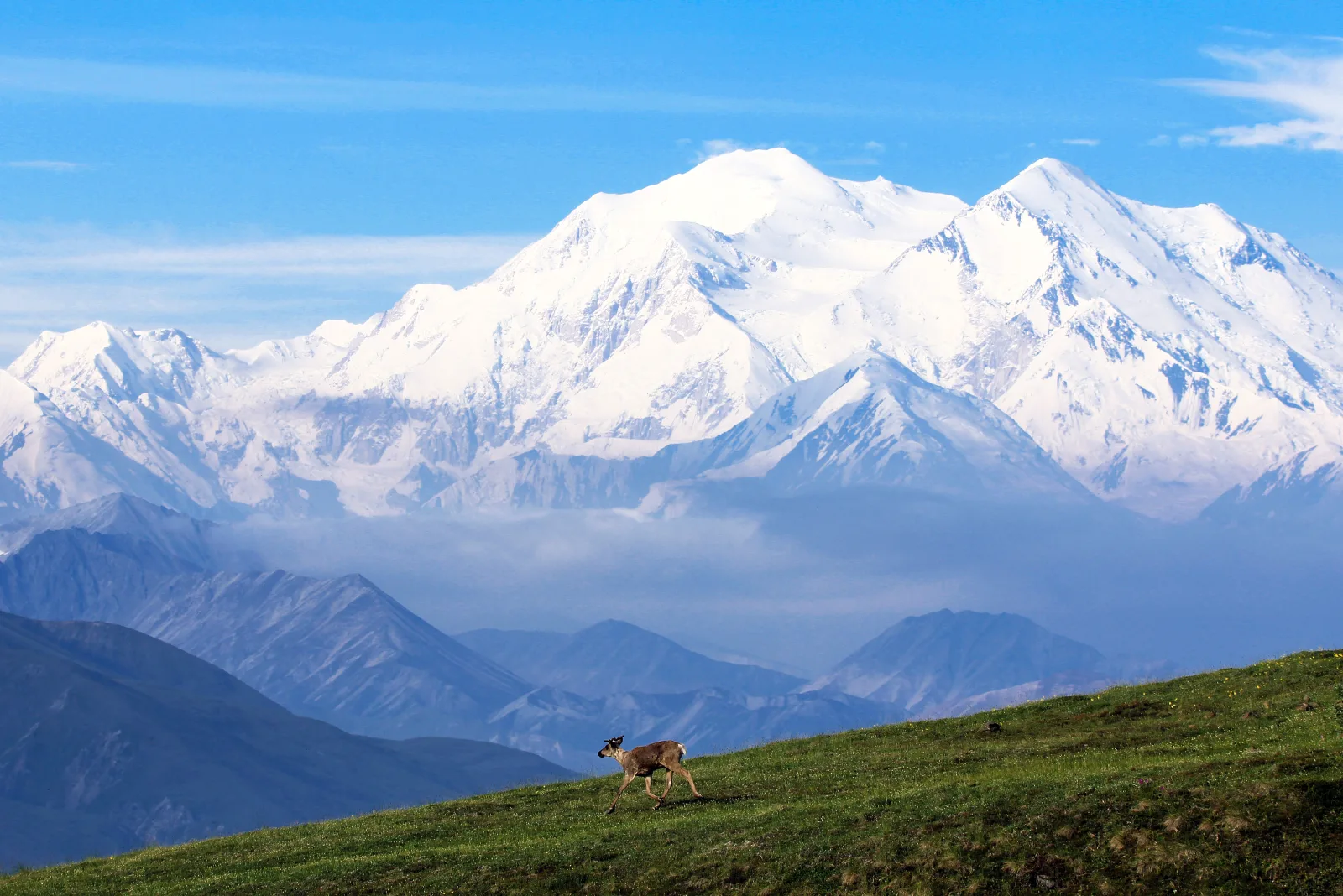 Caribou with Denali in the background