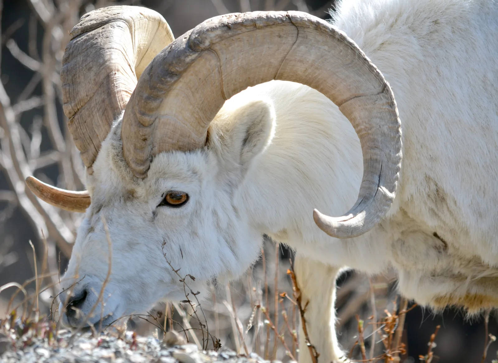 Dall sheep on a mountainside in Denali National Park