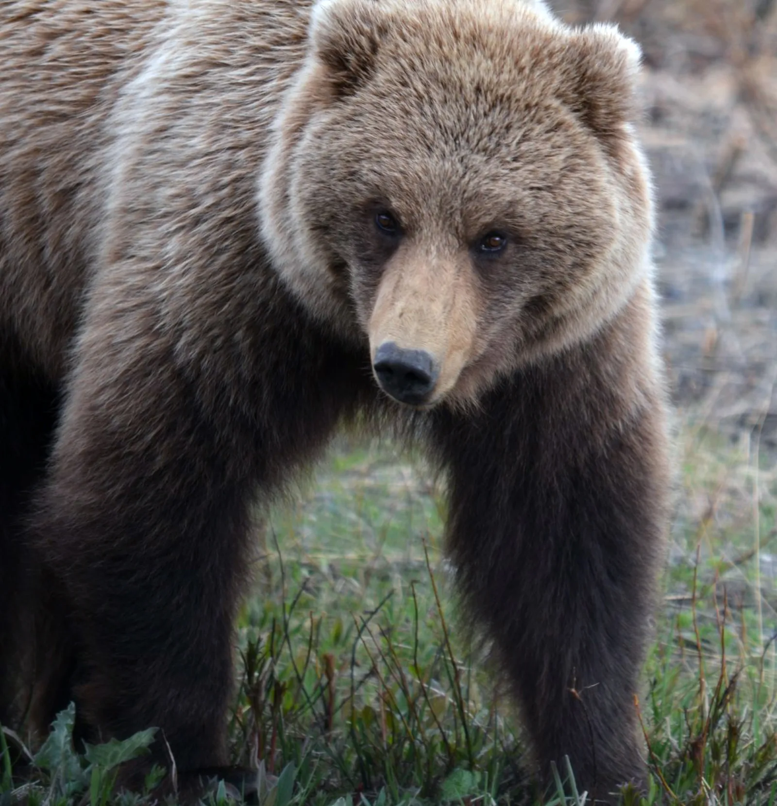 Grizzly bear in Denali National Park