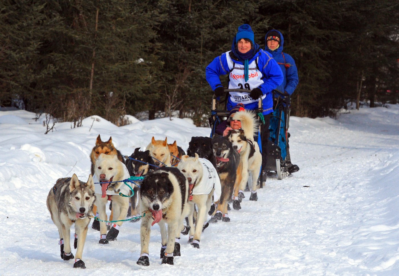 A sled-dog team running a snow-covered trail near Anchorage, Alaska
