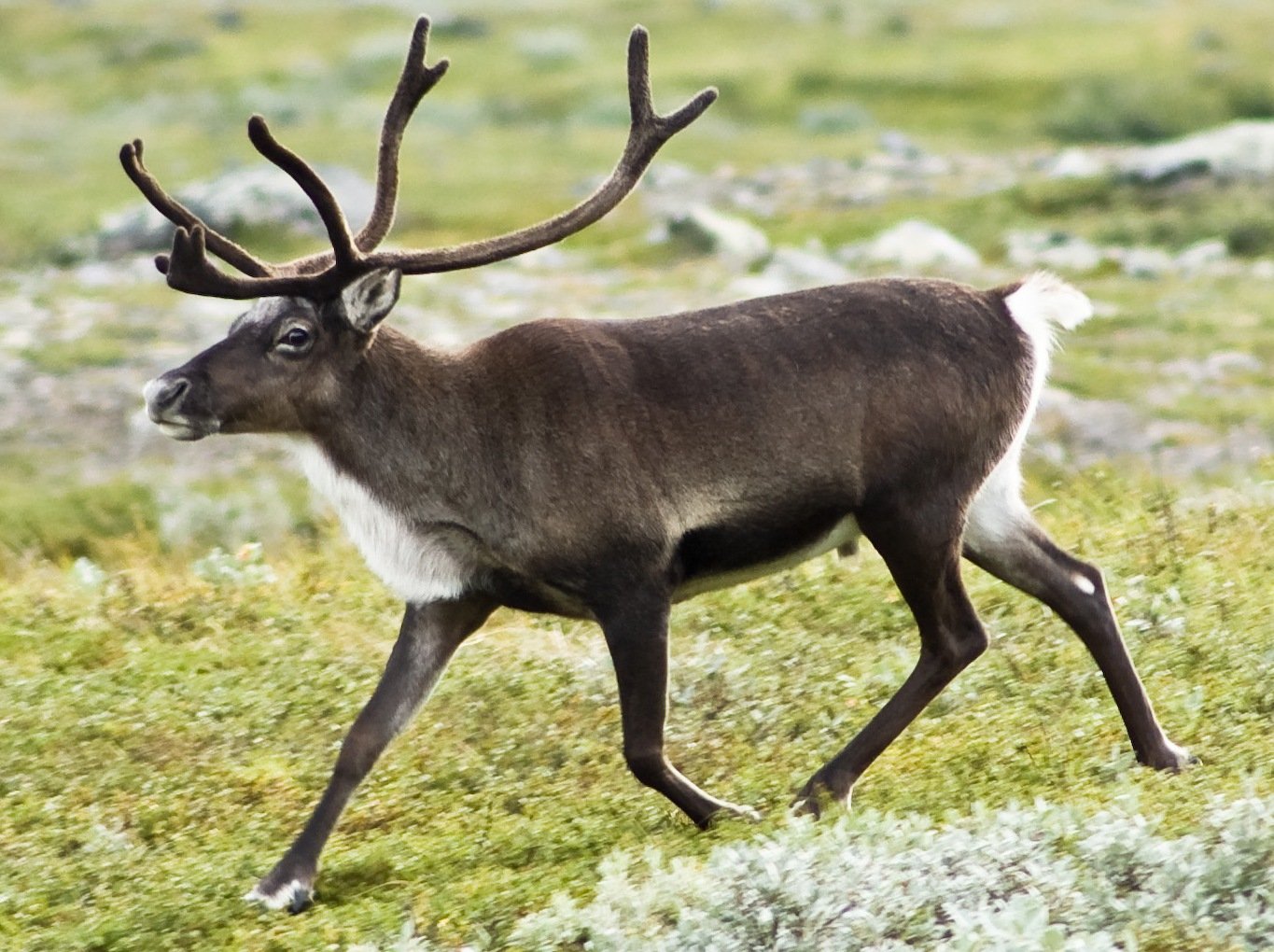 A reindeer in the forest — the same species guests walk alongside near Fairbanks