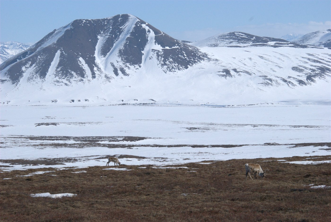 A caribou in winter in northern Alaska — reindeer are the domesticated form of the same species