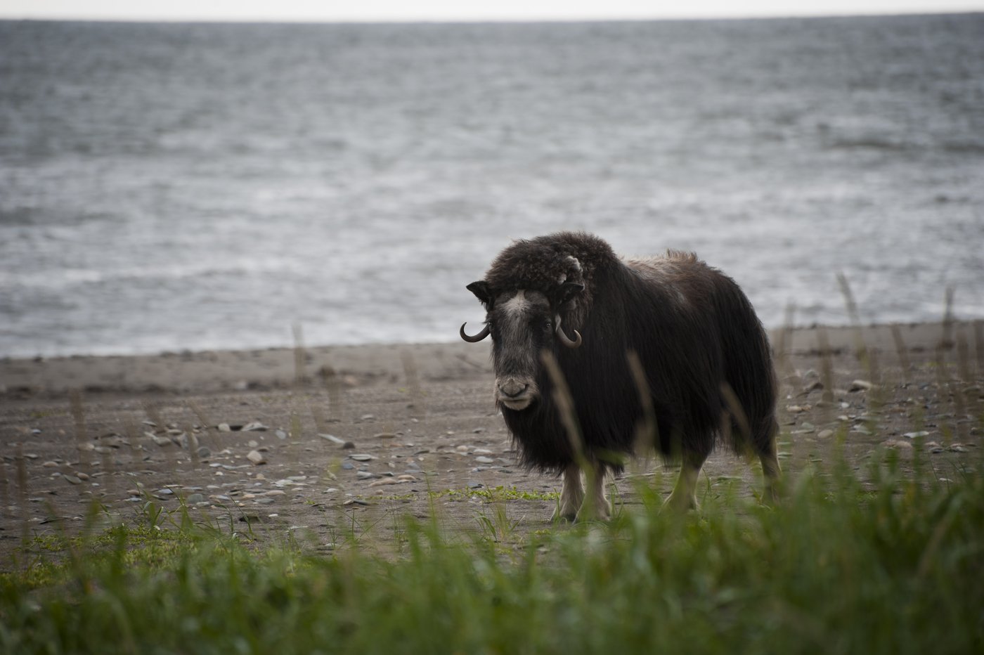 A musk ox in Alaska